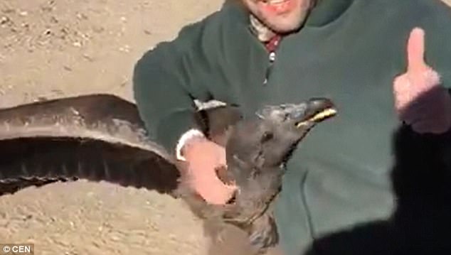 The man in the video, Edgardo, rescued the condor when it fell from its nest as a baby
