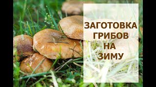 Заготовка лесных грибов на зиму