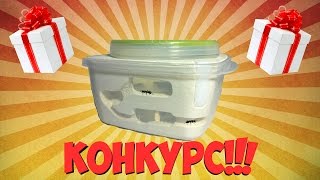 Как сделать гипсовый формикарий – Розыгрыш!!!