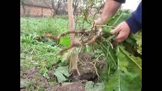 Копаем хрен на зиму