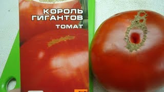 КОРОЛЬ ГИГАНТОВ - КРУПНОПЛОДНЫЙ ТОМАТ ДЛЯ ХОЛОДНЫХ РЕГИОНОВ. Ольга Чернова.