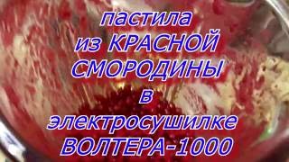 Пастила из красной смородины в электросушилке ВОЛТЕРА 1000