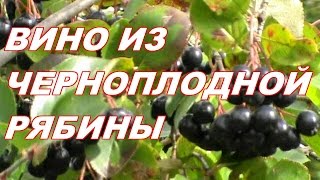 ДОМАШНЕЕ ВИНО , КАК СДЕЛАТЬ ВИНО ИЗ ЧЕРНОПЛОДНОЙ РЯБИНЫ