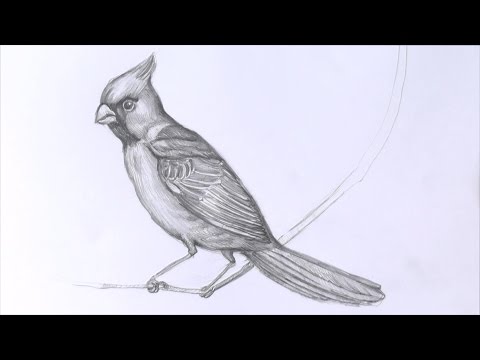 Уроки рисования. Как нарисовать птицу карандашом 