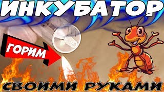 Как сделать инкубатор для муравьев из шприца