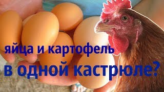 Можно ли варить яйца и картофель на салат в одной кастрюле одновременно?