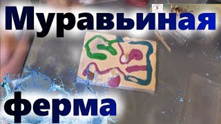 Муравьиная ферма своими руками (формикарий)