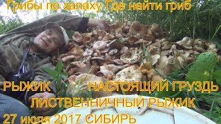 Поход в лес грибы настоящий груздь рыжики ищем по запаху 27 июля 2017 гриб настоящий груздь легко на