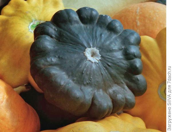 сорт патиссонов "Бинго- Бонго"