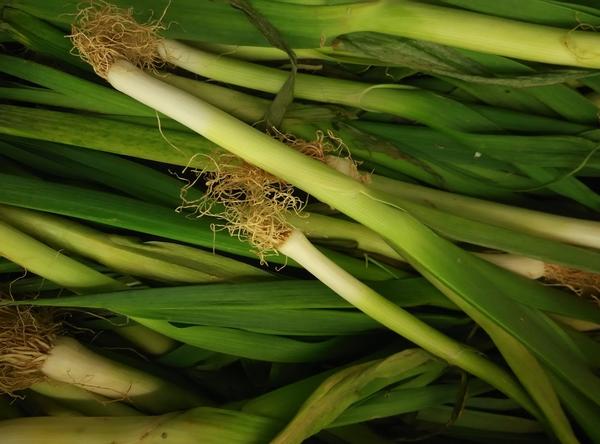 Вот такой разный порей вырос на одной грядке.