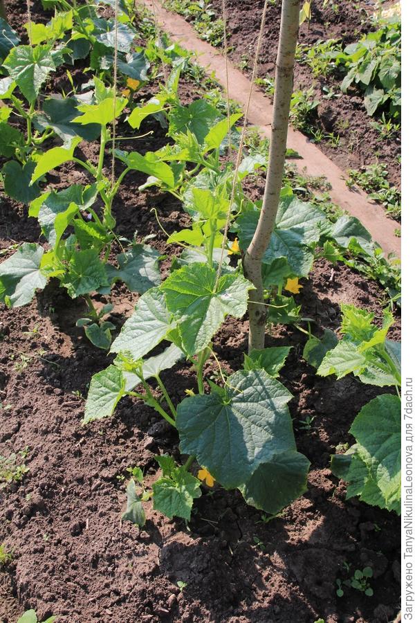 цветение 30.06.2017