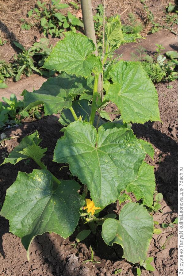 цветение 30.06.2017