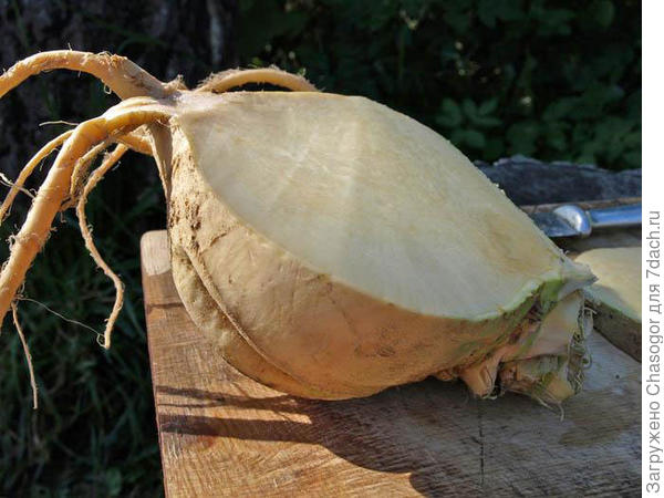 свежая брюква