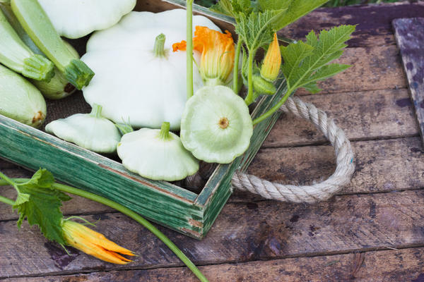 Урожай патиссонов