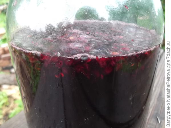 Брожение винного сусла