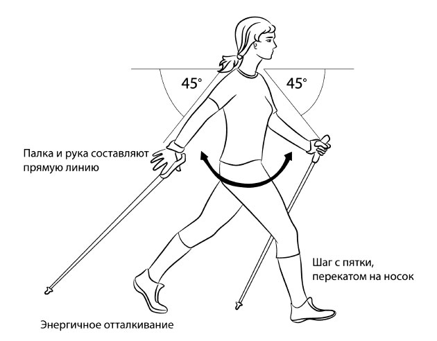 Общий вид выполнения техники скандинавской ходьбы