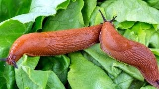 #Слизни. Простой метод борьбы со слизнями на огороде /Slug control/