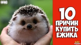 10 ПРИЧИН КУПИТЬ ЁЖИКА - Интересные факты!