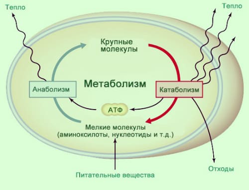 Метаболизм