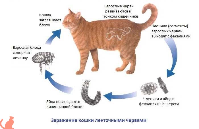 Чем опасны нематоды для кошки