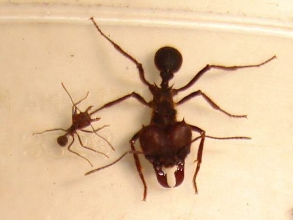 Матка и рабочий муравей вида атта
