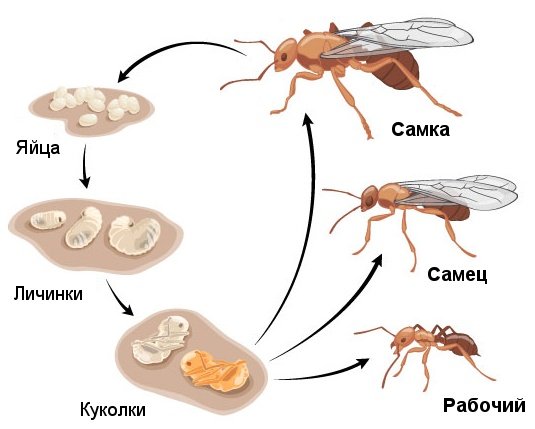 Жизненный цикл муравья