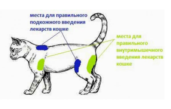  Правильные места для внутримышечных и подкожных инъекций