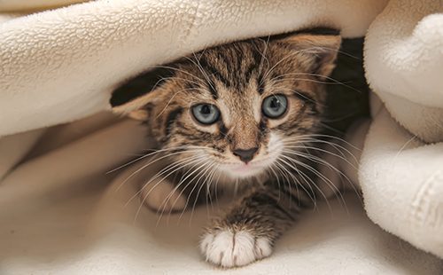 Котёнок прячется под одеялом