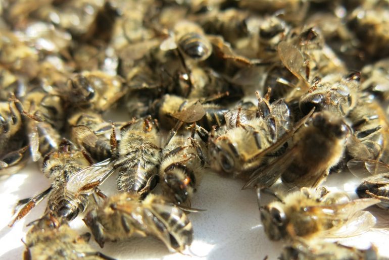 Подмор противопоказания