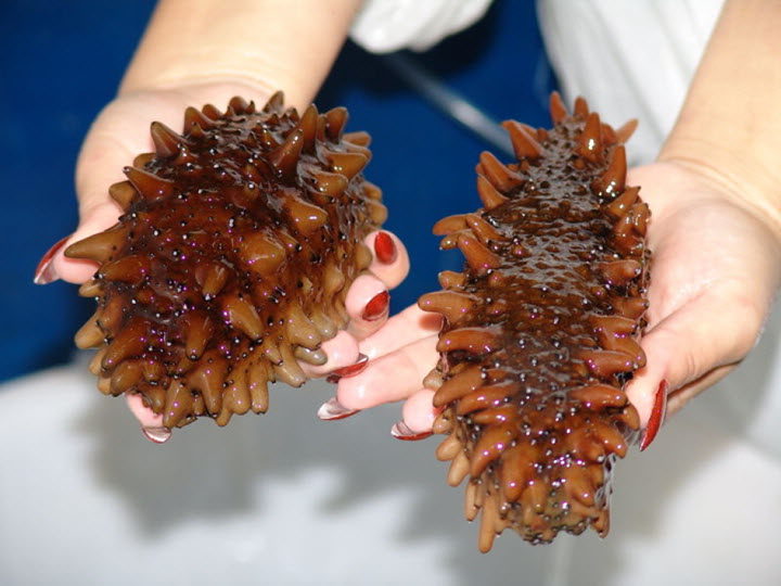 морепродукт