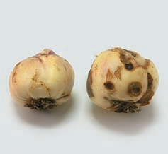 Луковицы рябчика: слева здоровая, справа заболевшая