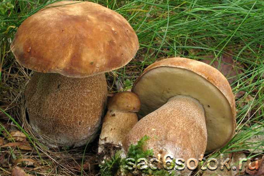 Белый гриб дубовый (Boletus reticulatus)