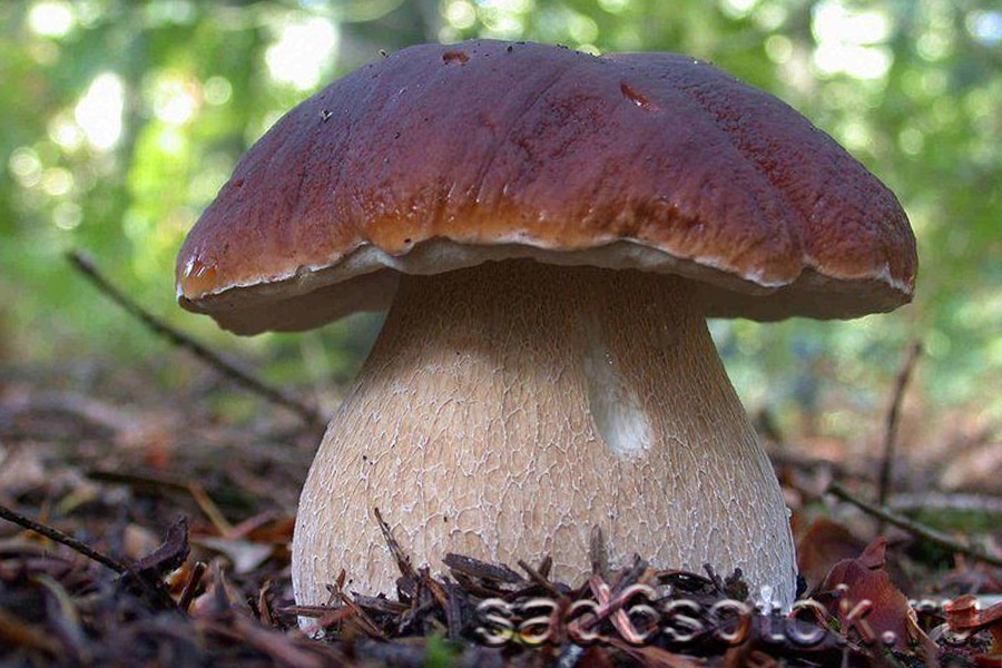 Белый гриб еловый (Boletus edulis)