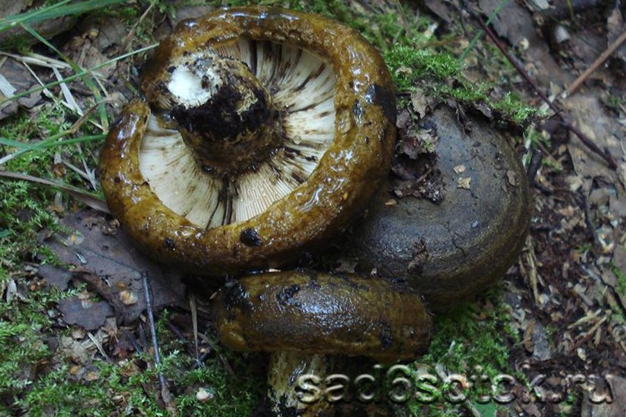 Груздь черный (Lactarius necator)