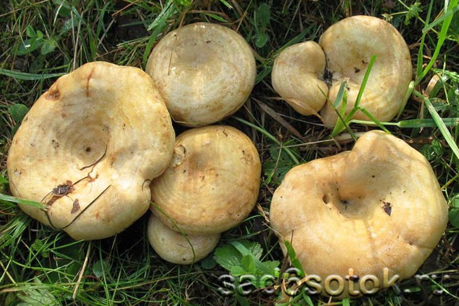 Груздь дубовый (Lactarius insulsus)