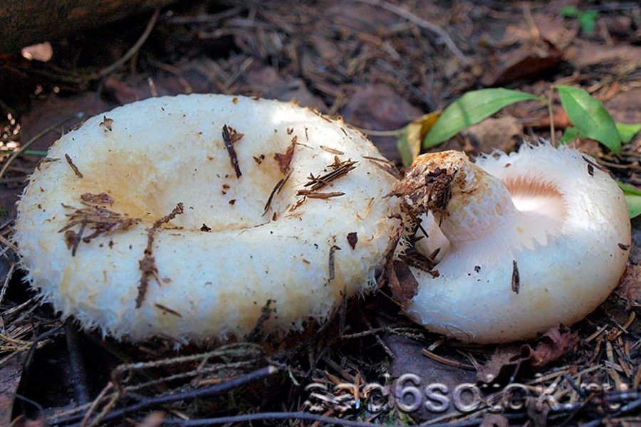 Груздь настоящий (Lactarius resimus)