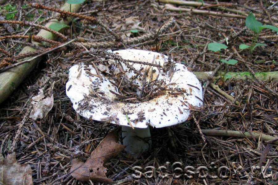 Подгруздок белый (Russula delica)