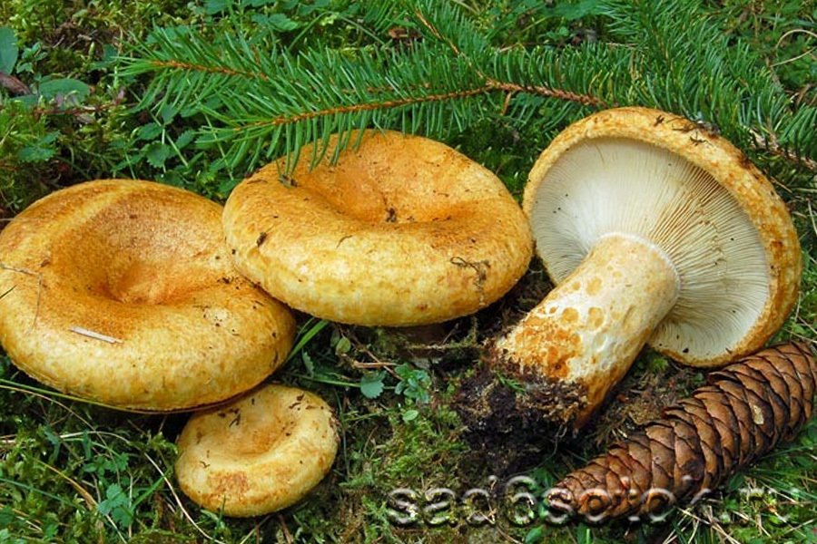 Груздь желтый (Lactarius scrobiculatus)