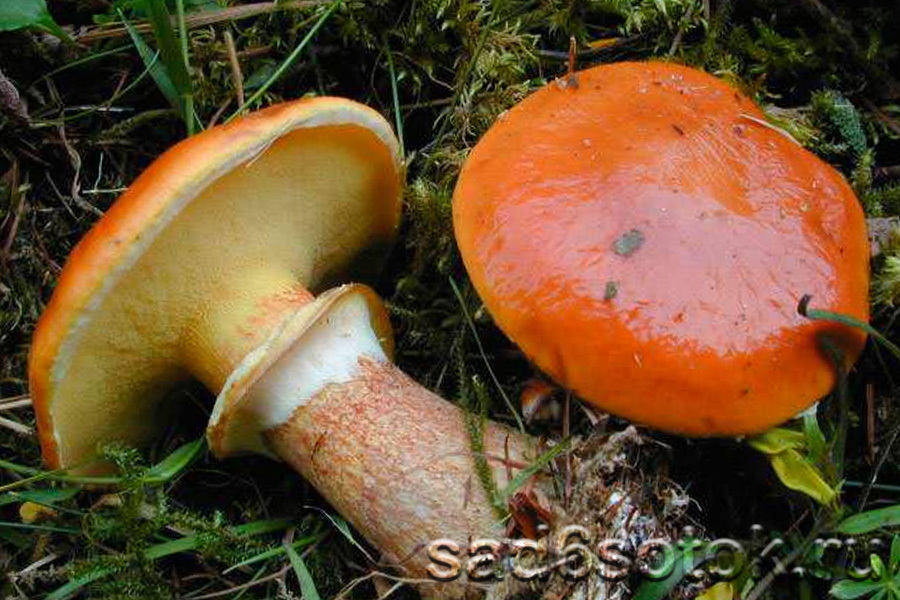 Масленок лиственничный (Suillus grevillei)