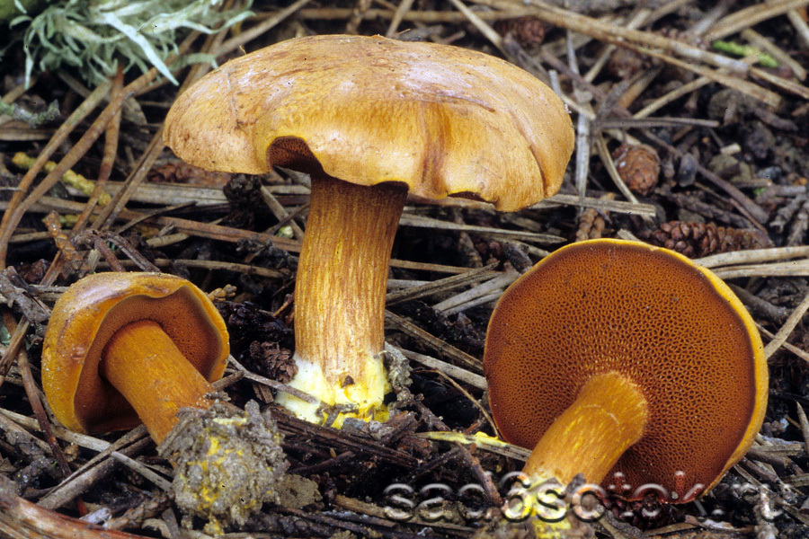 Масленок перечный (Chalciporus piperatus)