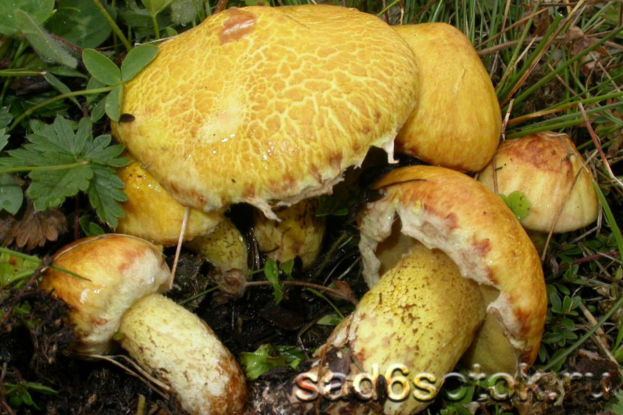 Масленок сибирский (Suillus sibirikus)