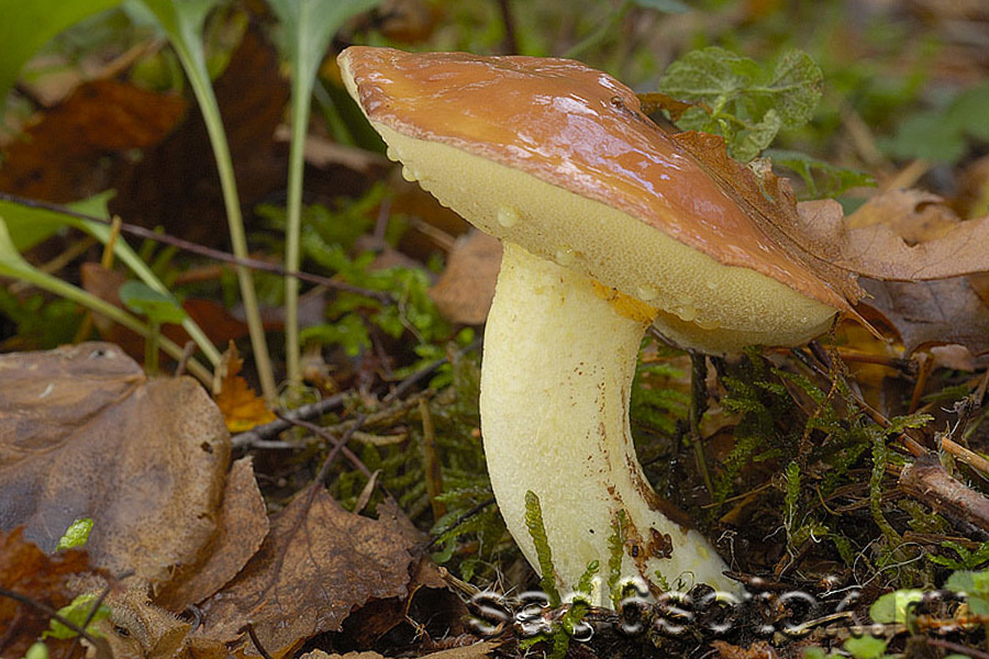 Масленок зернистый (Suillus granulatus)