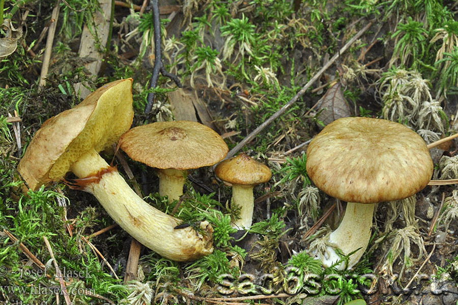 Масленок желтоватый (Suillus flavidus)