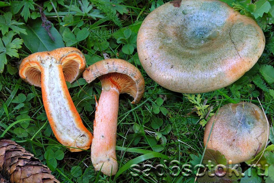 Рыжик еловый (Lactarius deterrimus)