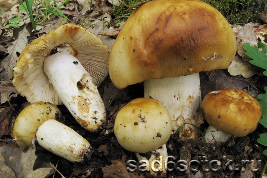 Грибы валуи (Russula foetens)