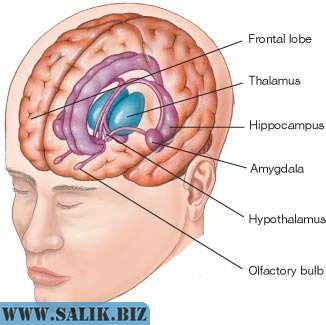 Лимбическая система.