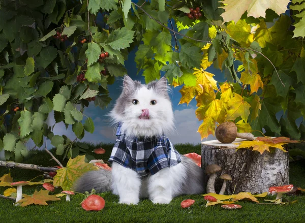 Кошка грибы в лесу — стоковое фото