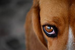 глаза собаки