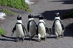 Африканские пингвины