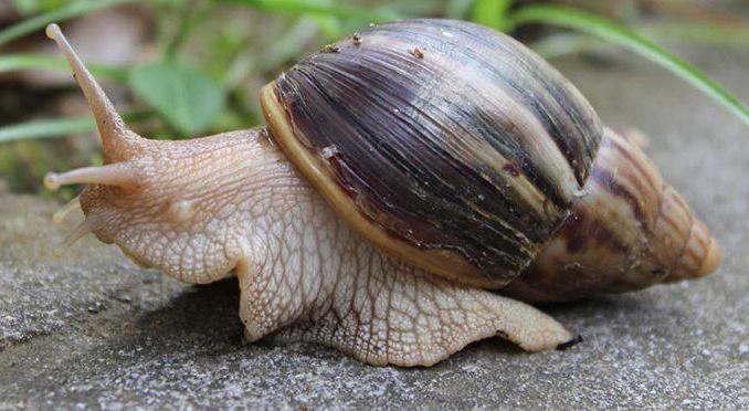 a primer for snails